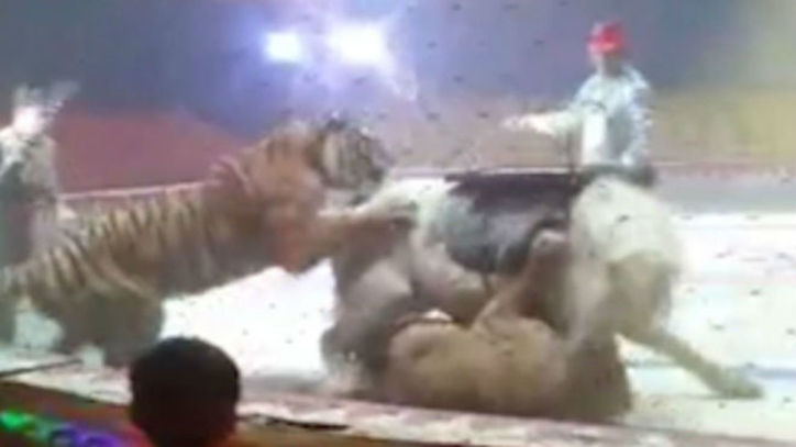 El escalofriante vídeo en el que un tigre y un león atacan a un caballo en  un circo 