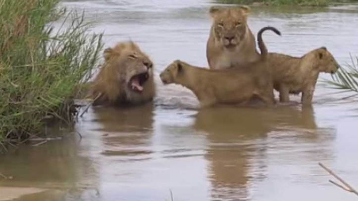 Top 79+ imagen leones en el agua