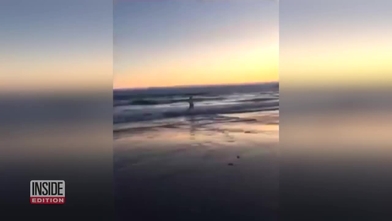 El brutal ataque de un león marino a una chica de 13 años en una ...