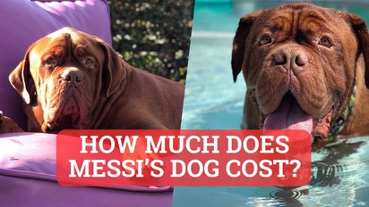 Bordeaux dog cost online