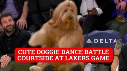 Lebron lakers dog jersey online