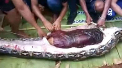 MARCA - News: Shocking video of woman eaten alive by python