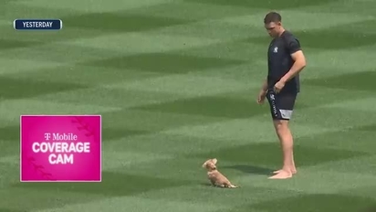 NFL dogs at practice and on the field