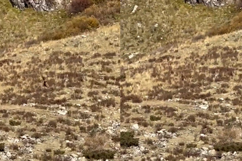 bigfoot pictures in colorado